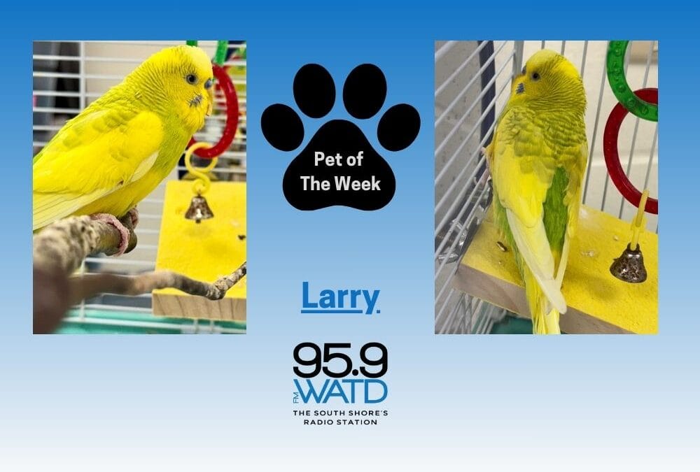 Meet our Pet of the Week, Larry