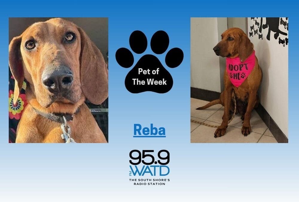 Meet our Pet of the Week, Reba