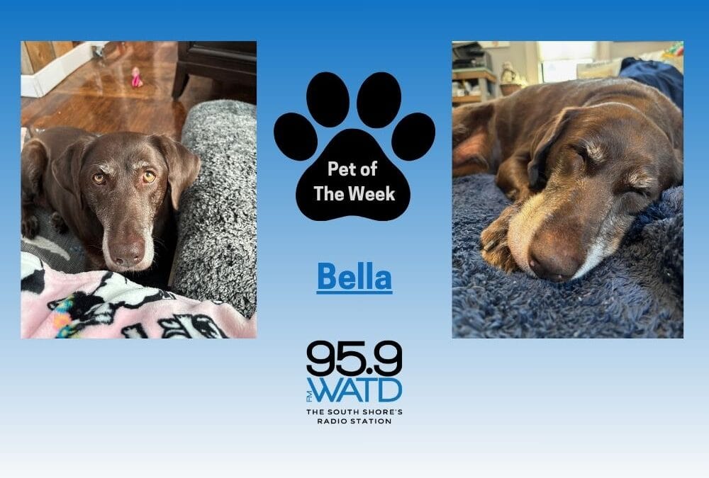 Meet our Pet of the Week, Bella