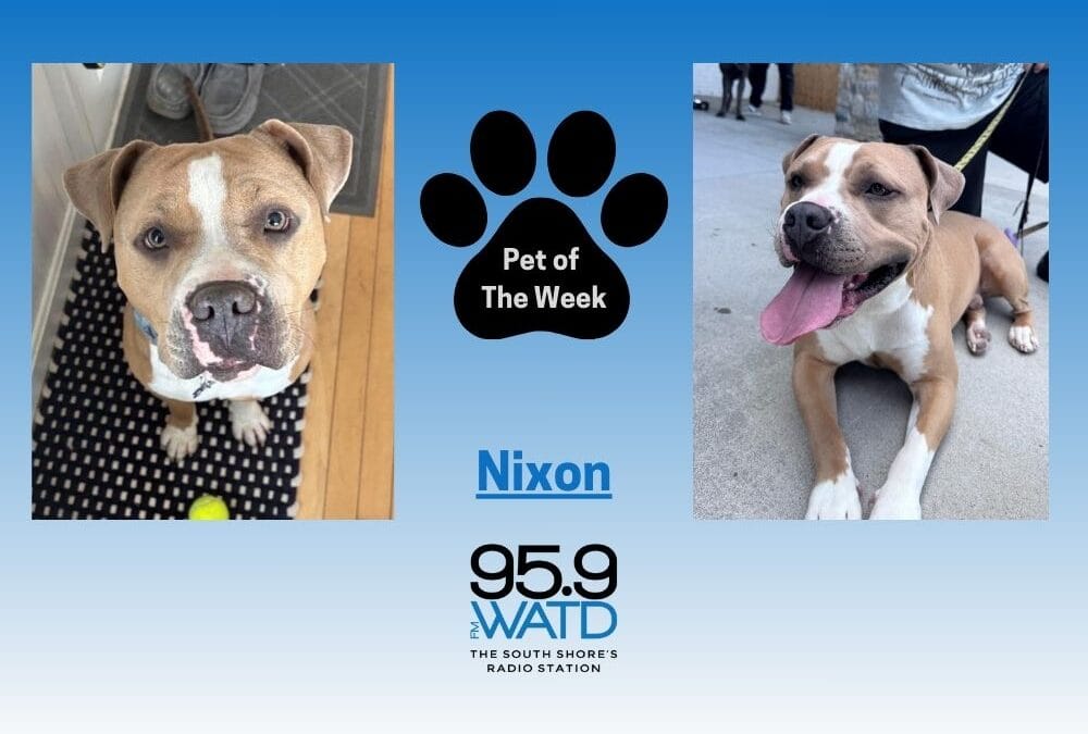 Meet our Pet of the Week, Nixon