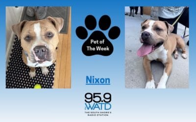 Meet our Pet of the Week, Nixon