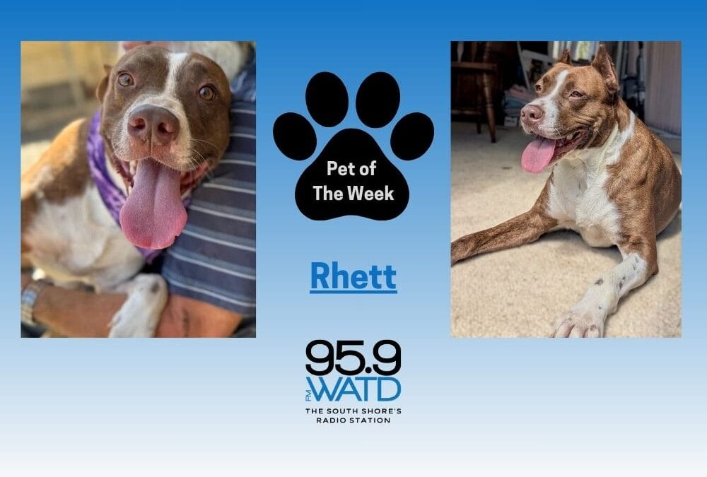 Meet our Pet of the Week, Rhett!