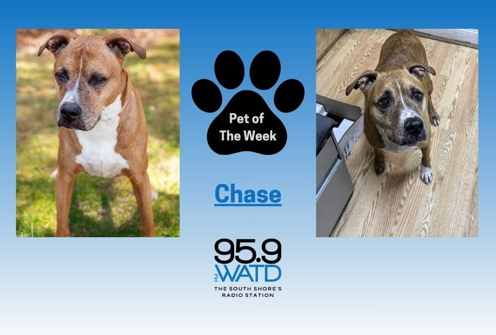 Meet our Pet of the Week, Chase