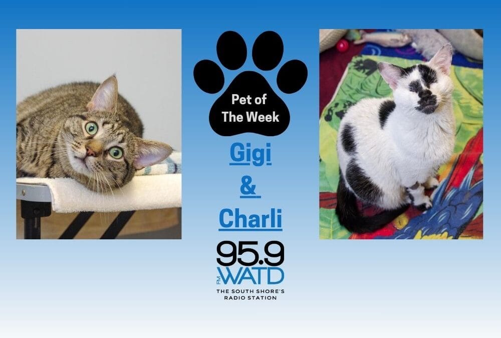 Meet our Pet of the Week, Gigi and Charli