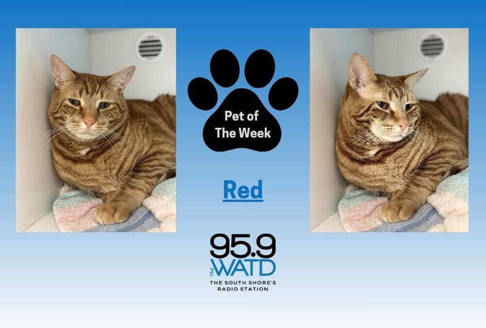 Meet our Pet of the Week, Red