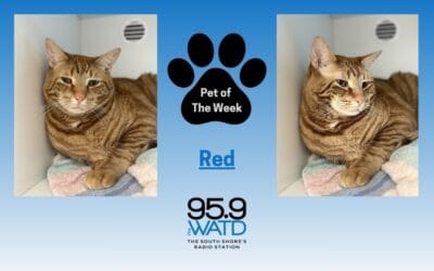 Meet our Pet of the Week, Red