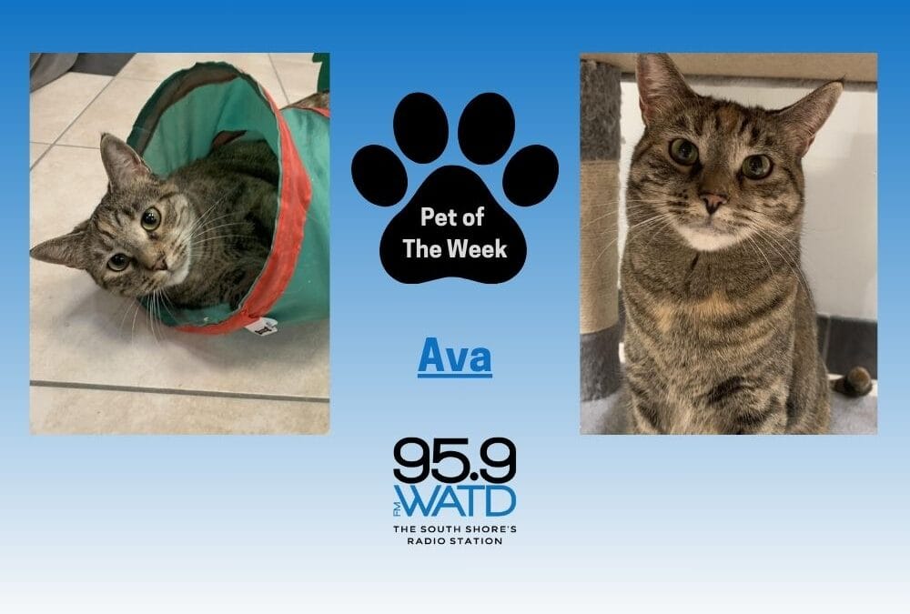 Meet our Pet of the Week, Ava