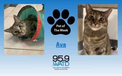 Meet our Pet of the Week, Ava
