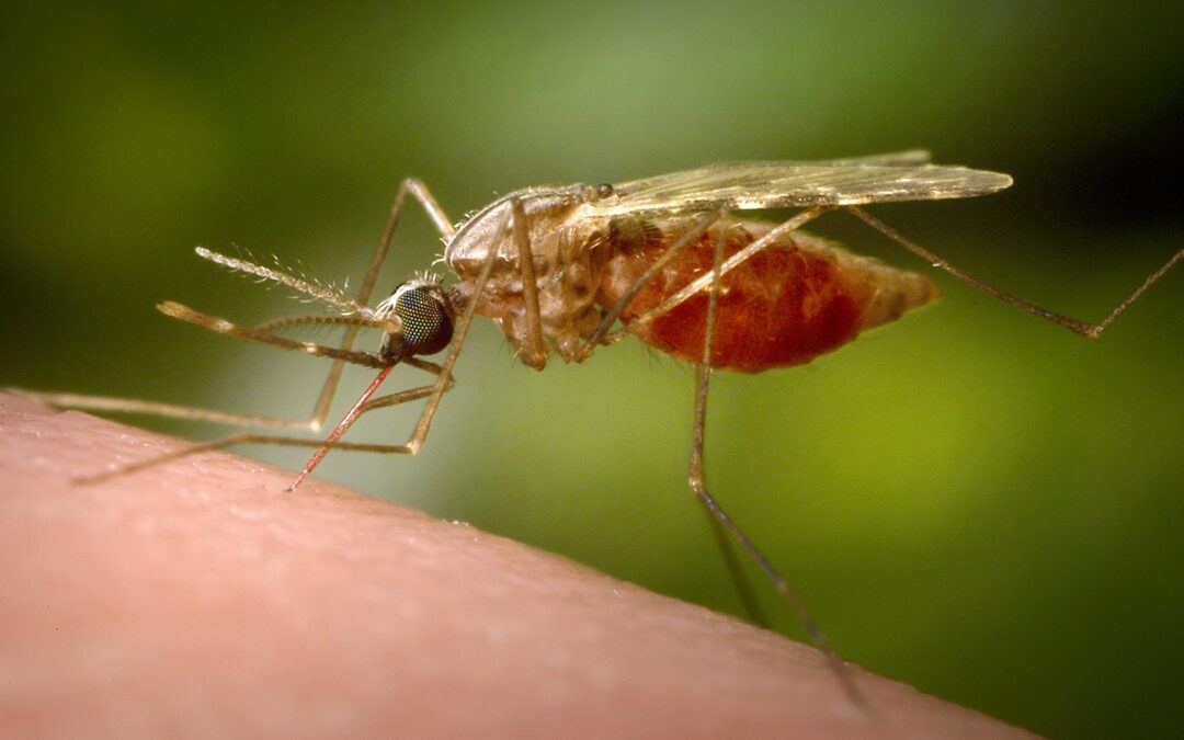 Bridgewater Mosquito Tests Positive For EEE