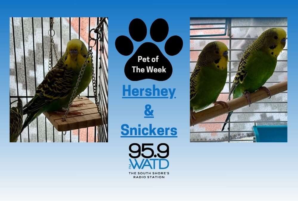 Meet our Pet(s) of the Week, Hershey and Snickers