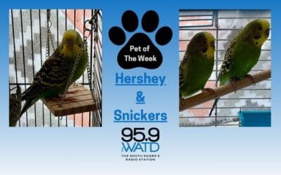 Meet our Pet(s) of the Week, Hershey and Snickers