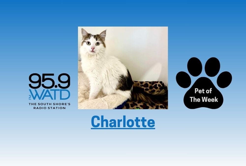 Meet Our Pet of the Week, Charlotte