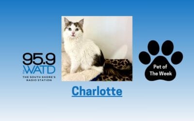 Meet Our Pet of the Week, Charlotte