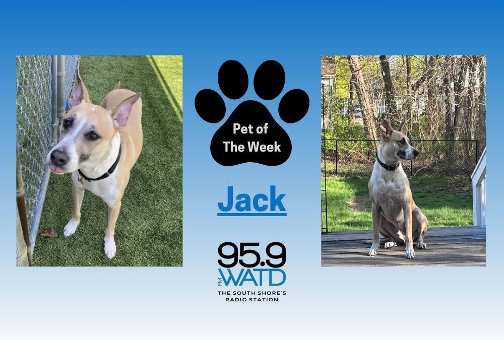 Meet our Pet of the Week, Jack