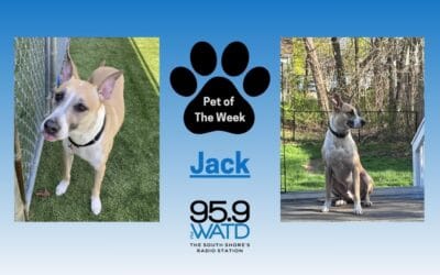 Meet our Pet of the Week, Jack