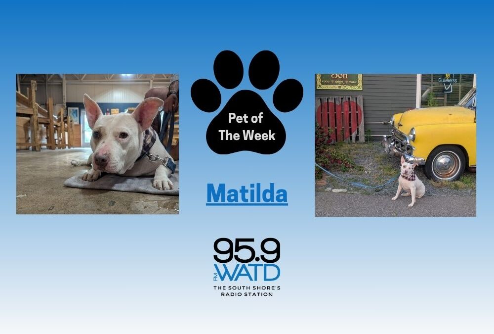Meet our Pet of the Week, Matilda