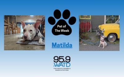 Meet our Pet of the Week, Matilda
