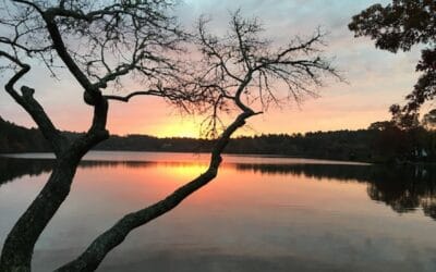 Plymouth:  Six Of The Town’s Ponds Infected With Cyanobacteria