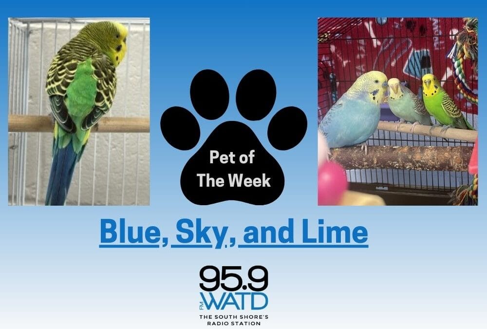 Meet our Pet(s) of the Week, Blue, Sky, and Lime