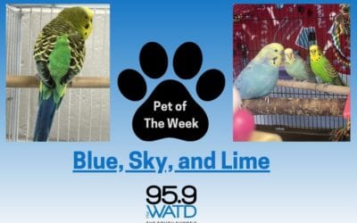 Meet our Pet(s) of the Week, Blue, Sky, and Lime