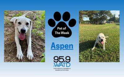 Meet our Pet of the Week, Aspen