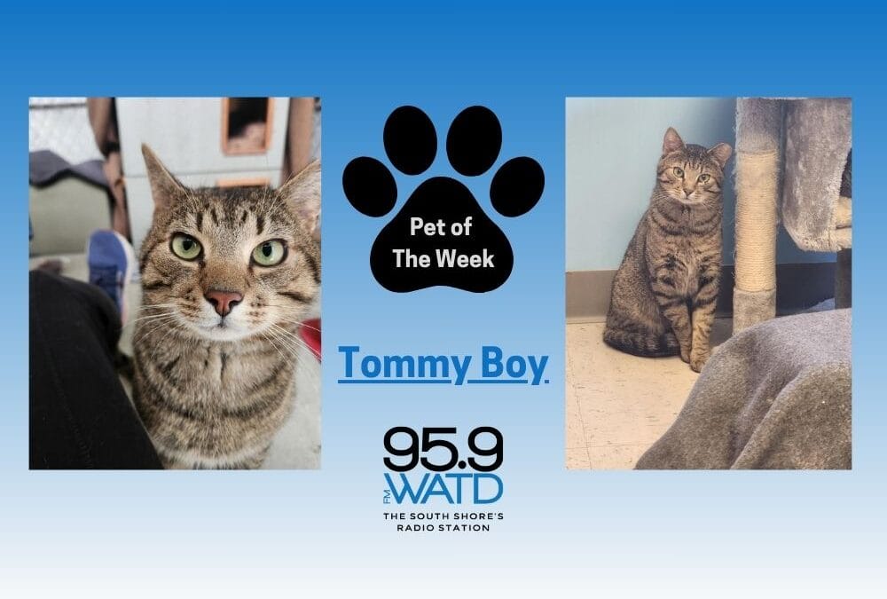Meet our Pet of the Week, Tommy Boy