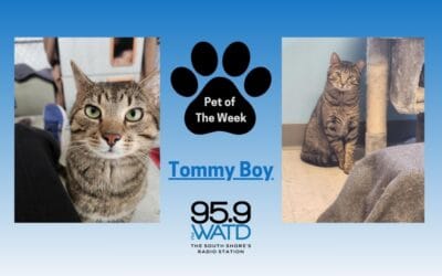 Meet our Pet of the Week, Tommy Boy