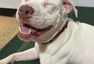 Meet our Pet of the Week, Luna