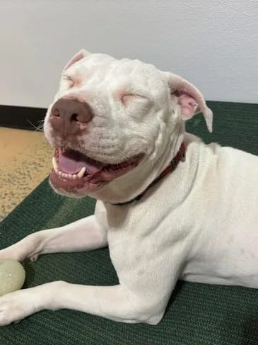 Meet our Pet of the Week, Luna