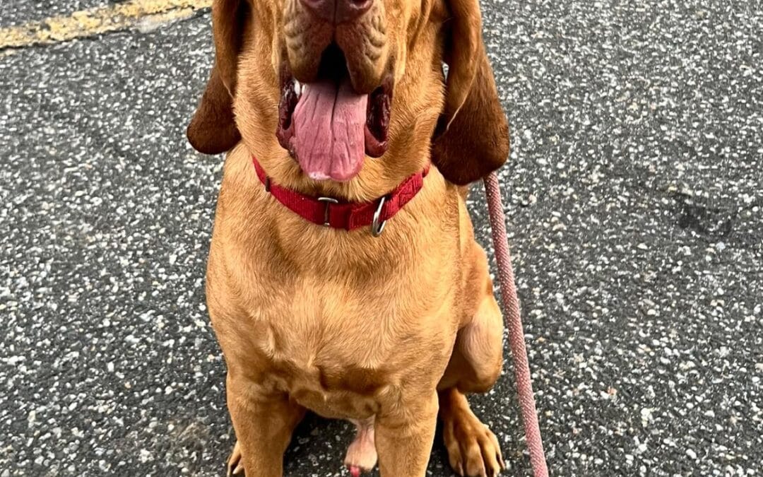 Meet our Pet of the Week, Cooper