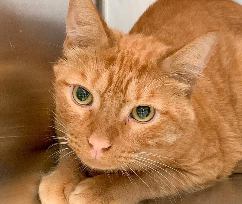 Meet our Pet of the Week, Sunshine