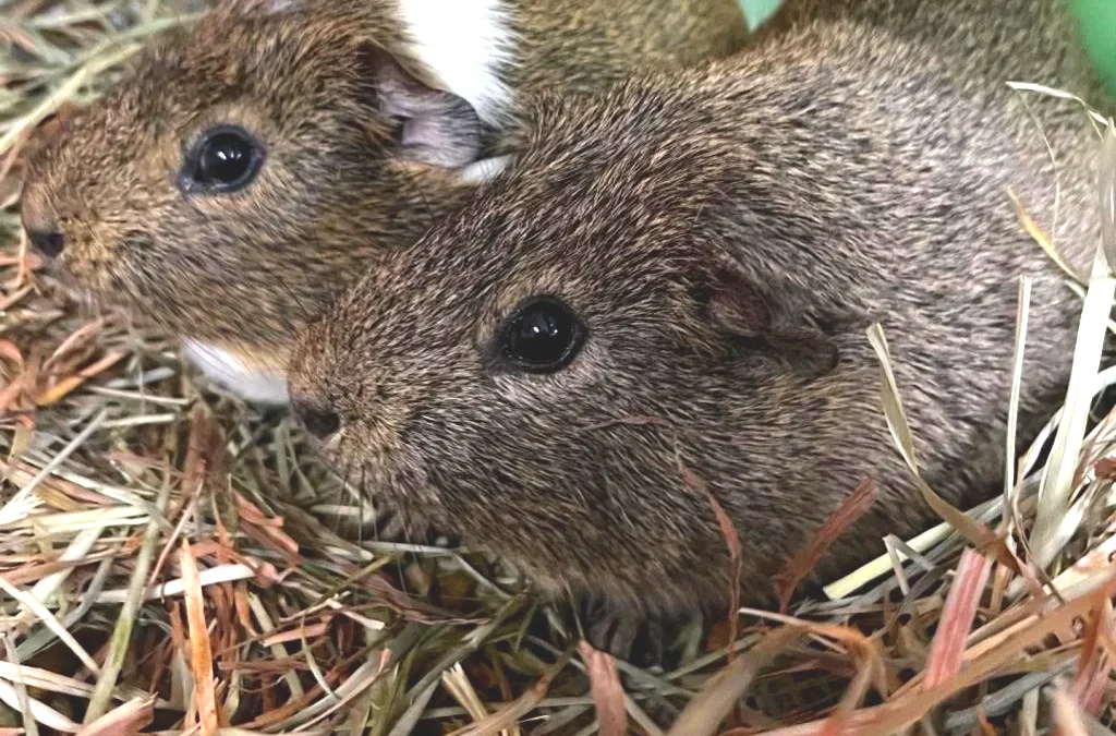 Meet our Pet(s) of the Week, Oscar and Otis