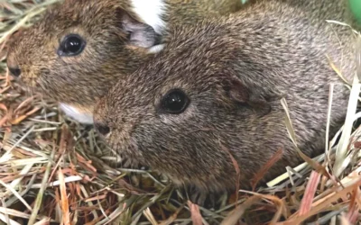 Meet our Pet(s) of the Week, Oscar and Otis