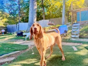 Meet our Pet of the Week, Cooper (ENCORE)