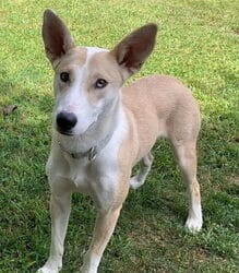 Meet our Pet of the Week, Lola