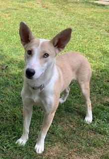 Meet our Pet of the Week, Lola