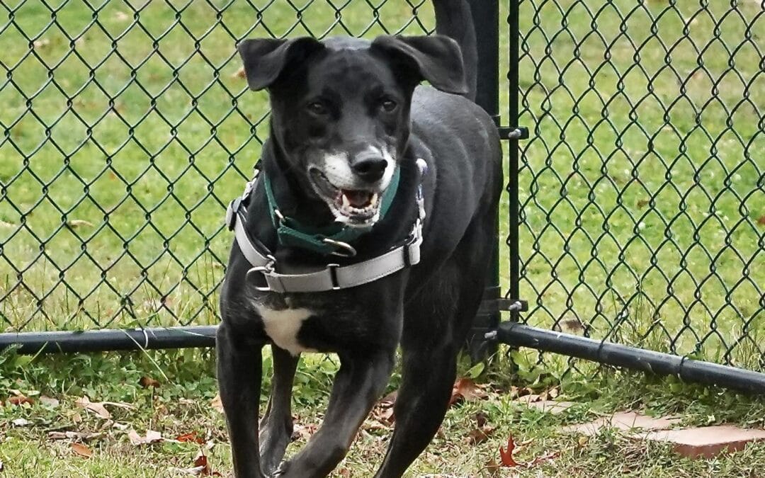 Meet our Pet of the Week, Loki