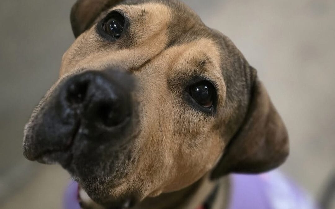 Meet our Pet of the Week, Sandy