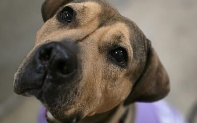 Meet our Pet of the Week, Sandy