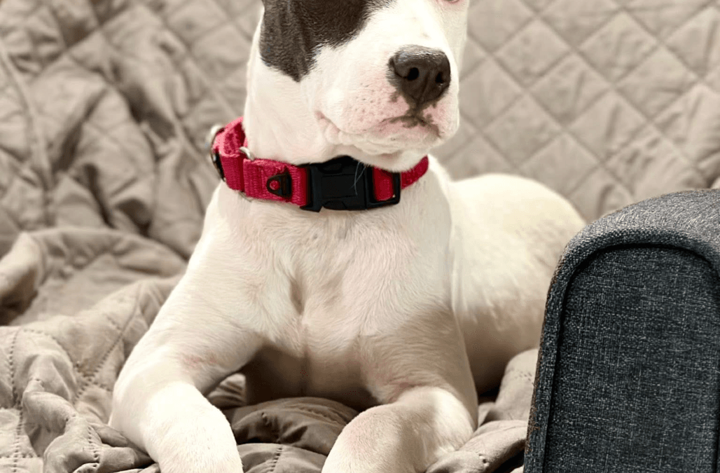 Meet our Pet of the Week, Dorothy