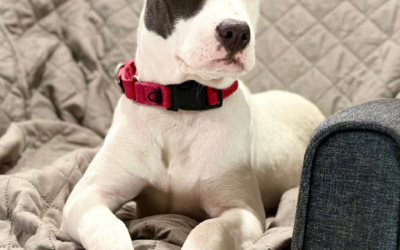 Meet our Pet of the Week, Dorothy