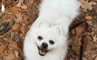 Meet our Pet of the Week, Elsa