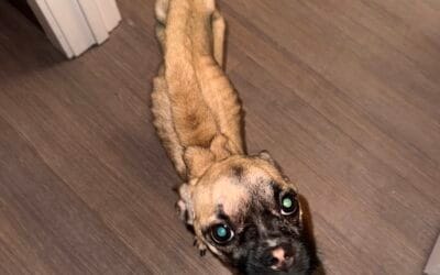 Man Charged with Animal Cruelty