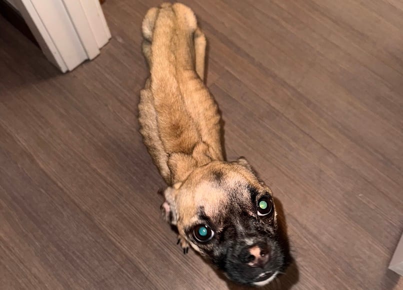 Man Charged with Animal Cruelty