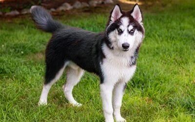 Meet our Pet of the Week, Tyson