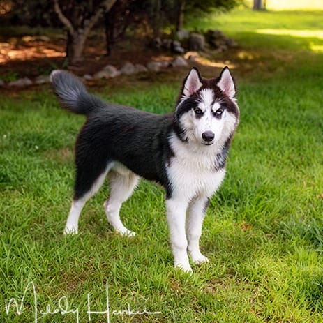 Meet our Pet of the Week, Tyson