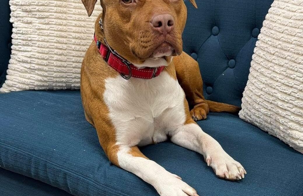 Meet our Pet of the Week, Mama Eve