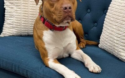 Meet our Pet of the Week, Mama Eve