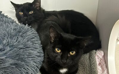 Meet our Pet(s) of the Week, Comet and Cupid