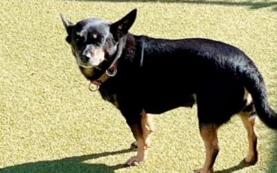 Meet our Pet of the Week, Missy